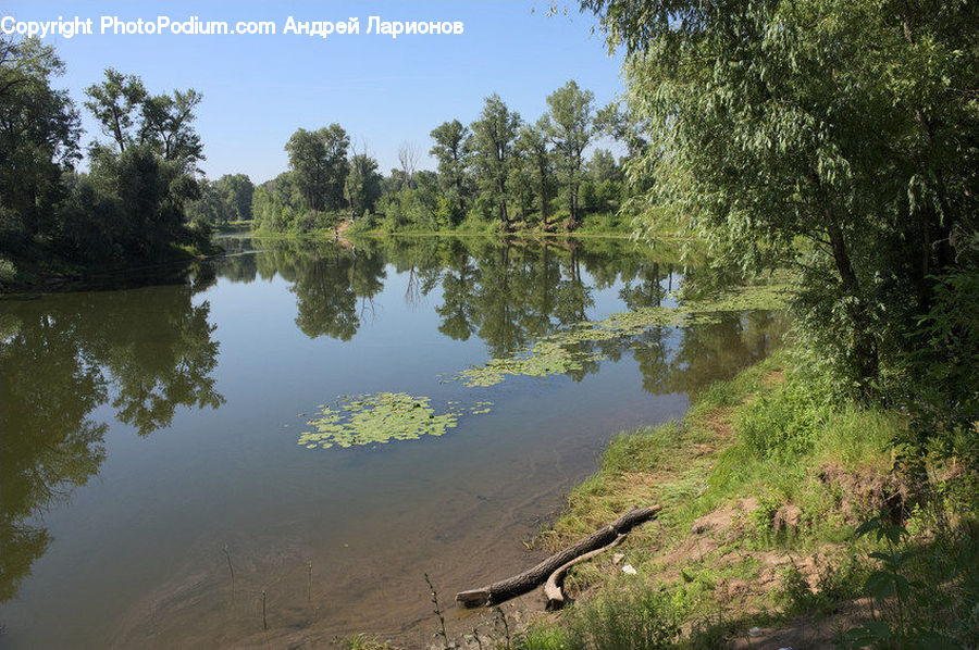 Outdoors, Pond, Water, Forest, Vegetation, Blossom, Flora