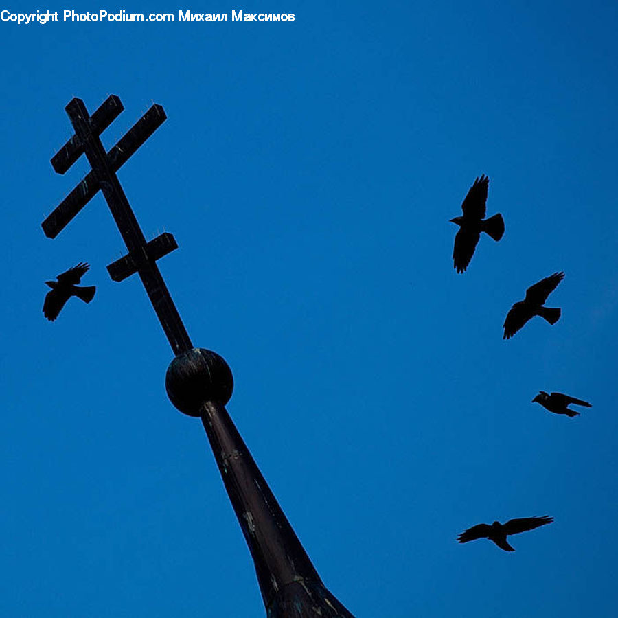 Bird, Blackbird, Crow, Lamp Post, Pole, Kite Bird, Silhouette
