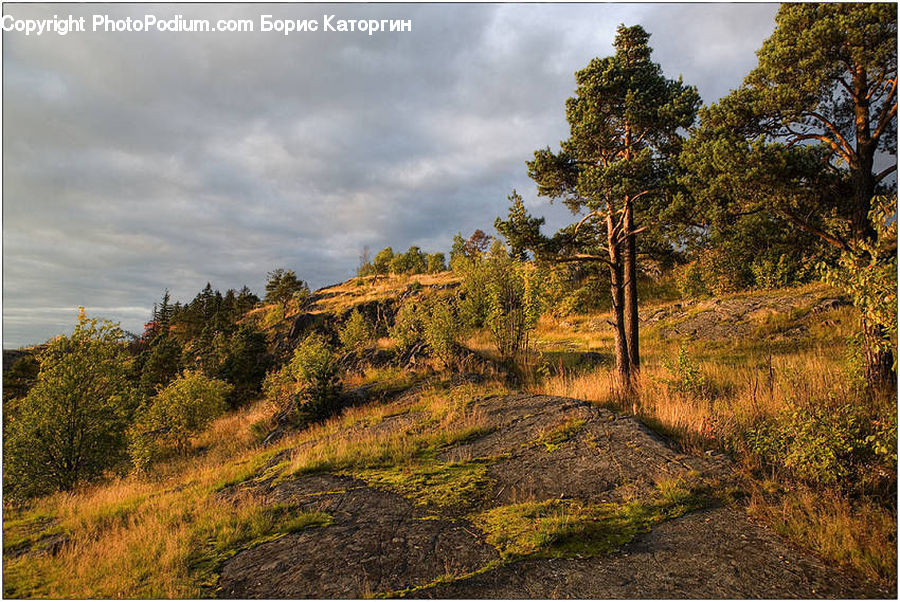 Dirt Road, Gravel, Road, Forest, Grove, Land, Grassland