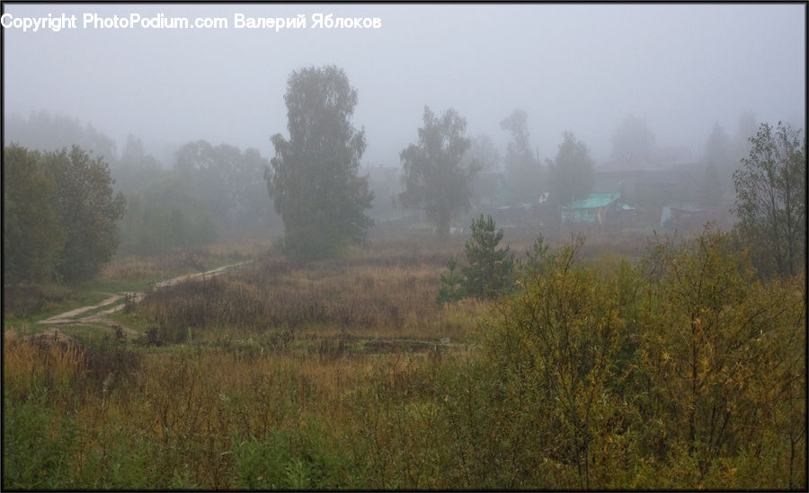 Fog, Mist, Outdoors, Forest, Vegetation, Dirt Road, Gravel