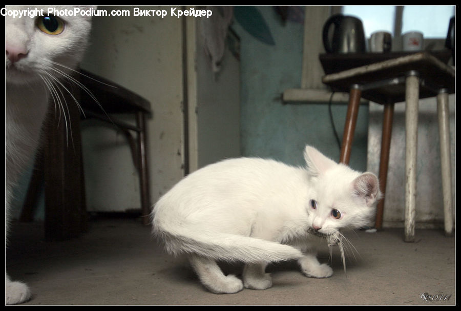 Animal, Cat, Pet, Siamese, Chair, Furniture, Mammal