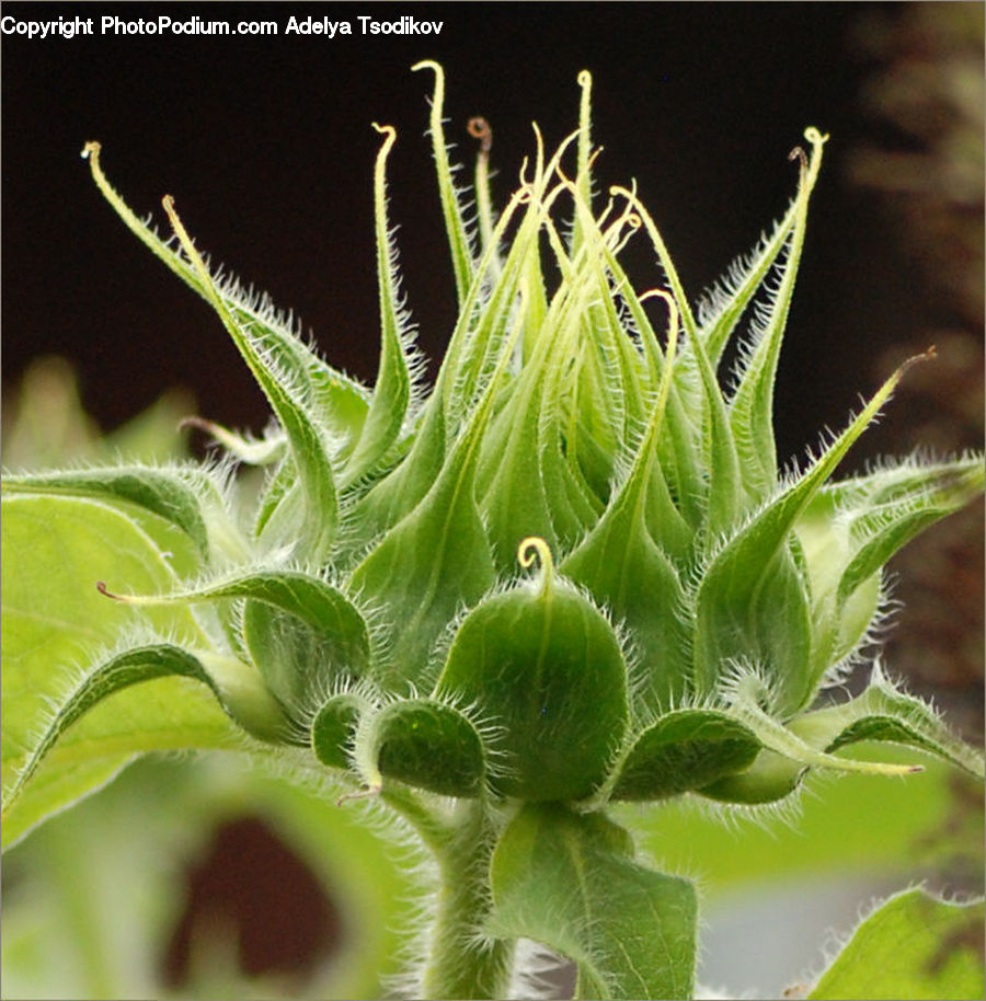 Bud, Plant, Blossom, Flora, Flower, Asteraceae