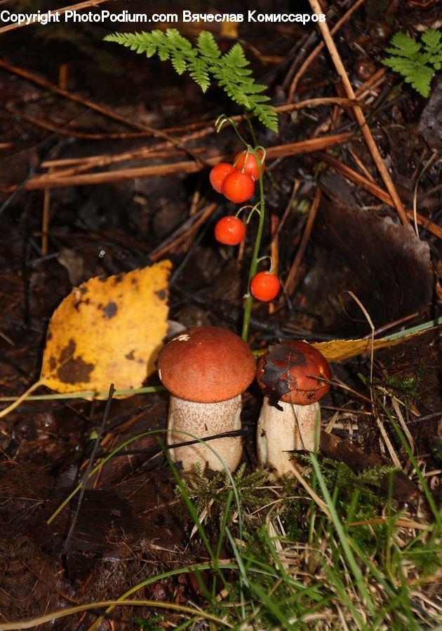 Fern, Plant, Agaric, Amanita, Fungus, Mushroom, Vegetation