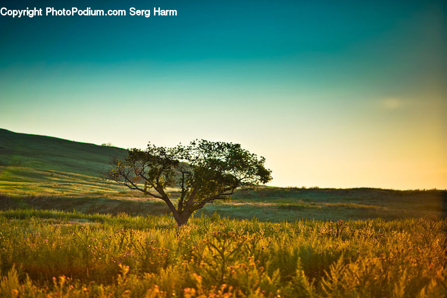 Field, Grass, Grassland, Land, Outdoors, Plant, Landscape