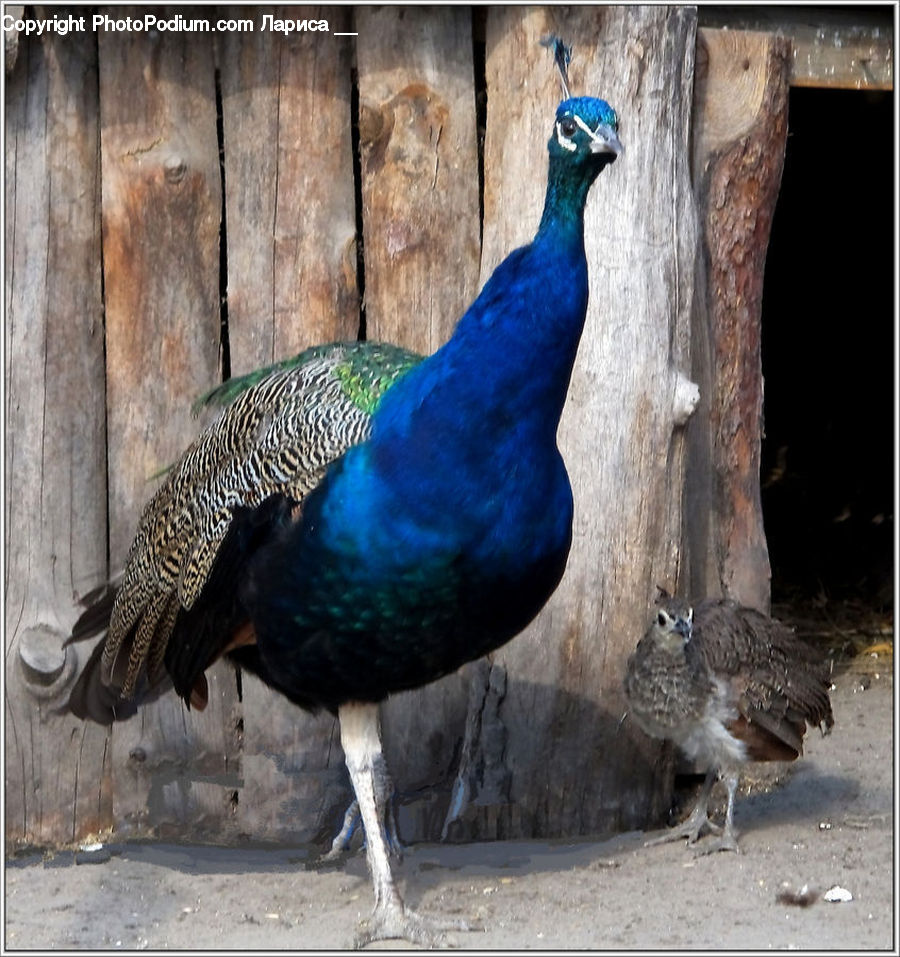 Bird, Peacock, Pheasant, Wildlife, Animal, Zoo, Grouse