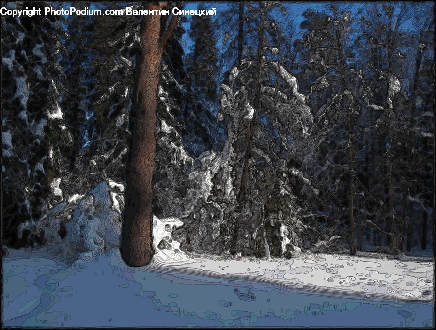 Forest, Vegetation, Landscape, Nature, Scenery, Conifer, Fir