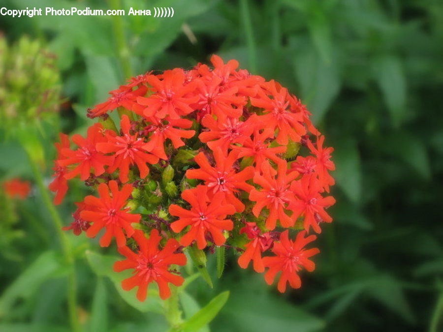 Blossom, Flora, Flower, Geranium, Plant, Herbal, Herbs