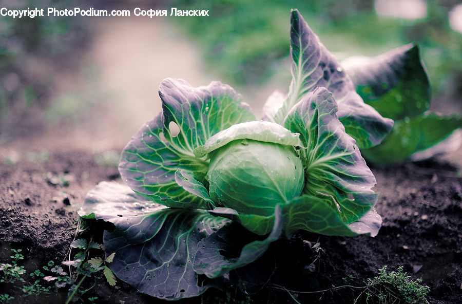 Cabbage, Produce, Vegetable, Plant, Soil