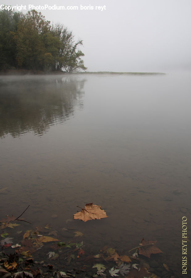 Plant, Potted Plant, Land, Marsh, Pond, Swamp, Water