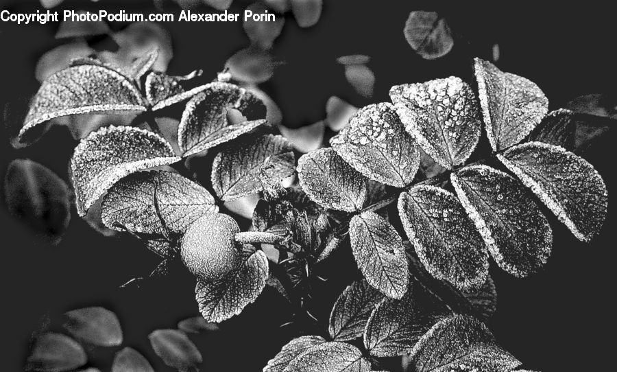 Frost, Ice, Outdoors, Snow, Powder, Astronomy, Plant