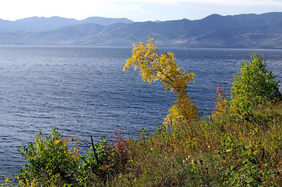 Bush, Plant, Vegetation, Conifer, Fir, Tree, Land