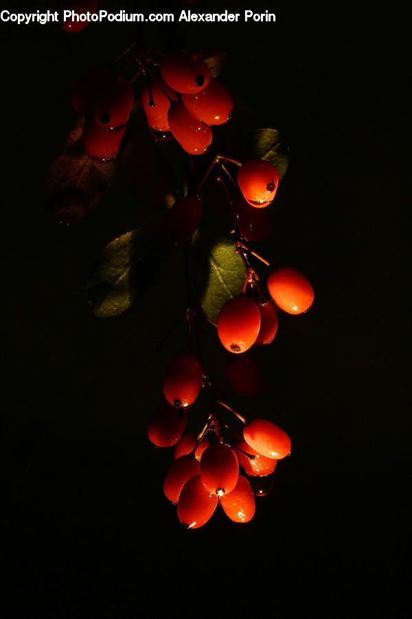People, Person, Human, Lighting, Fruit, Grapes, Glass