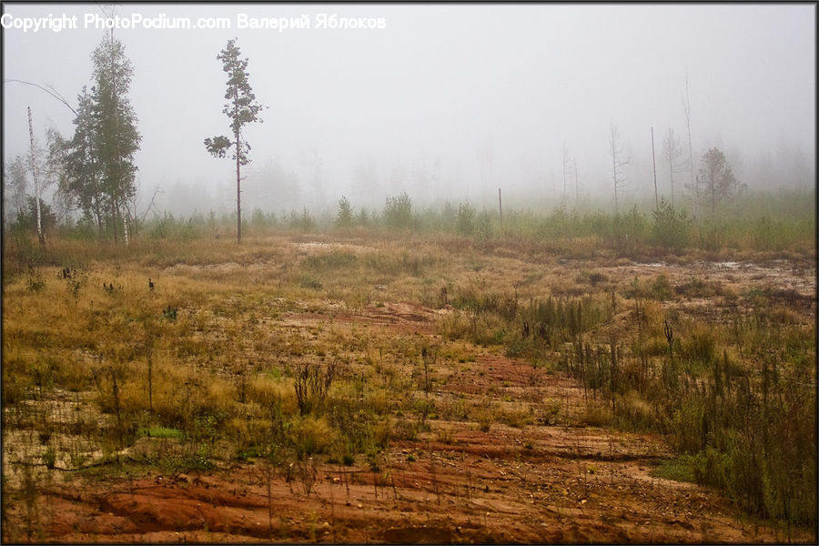 Land, Marsh, Pond, Swamp, Water, Dirt Road, Gravel