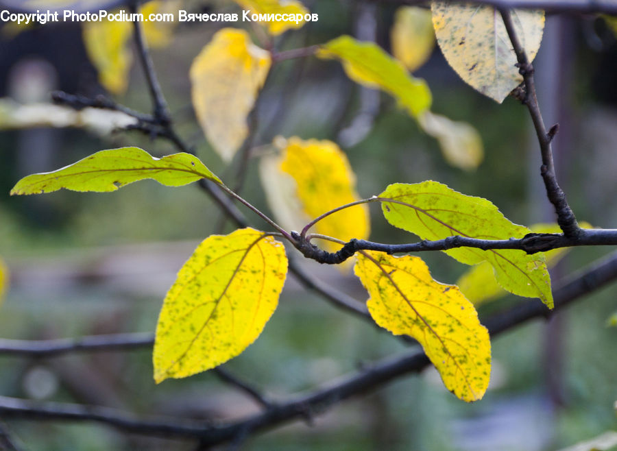 Birch, Tree, Wood, Leaf, Plant, Bird, Finch