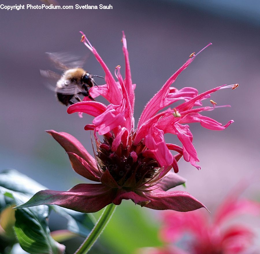 Bee, Insect, Invertebrate, Apidae, Bumblebee, Flora, Pollen