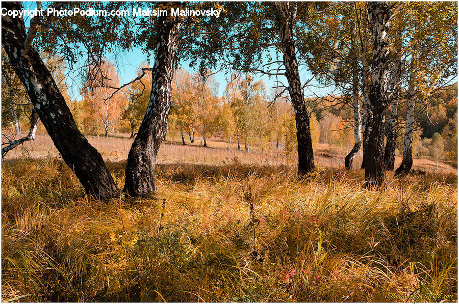 Field, Grass, Grassland, Plant, Land, Outdoors, Tree