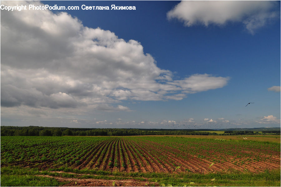 Field, Cloud, Cumulus, Sky, Azure Sky, Outdoors, Landscape