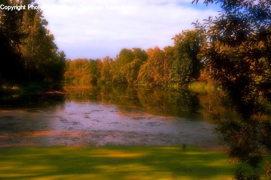 Flare, Light, Sunlight, Forest, Vegetation, Outdoors, Pond