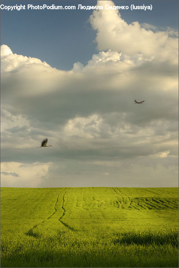 Field, Grass, Grassland, Land, Outdoors, Azure Sky, Cloud