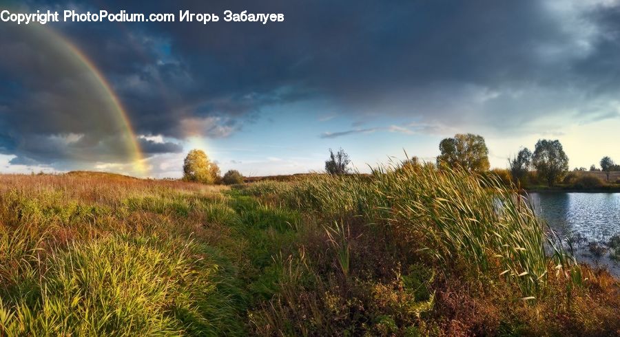 Field, Grass, Grassland, Plant, Land, Outdoors, Pond