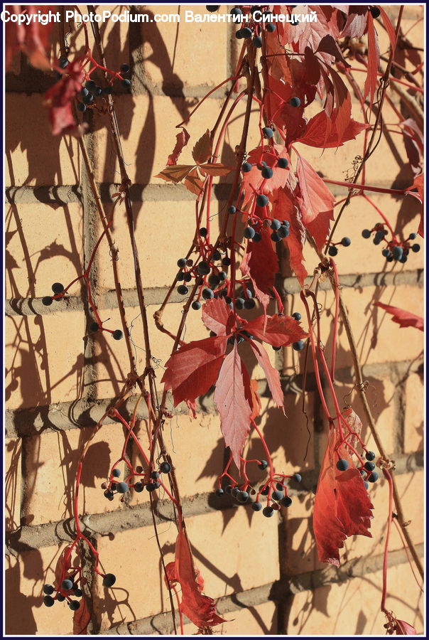 Plant, Vine, Collage, Poster, Art, Modern Art, Ivy