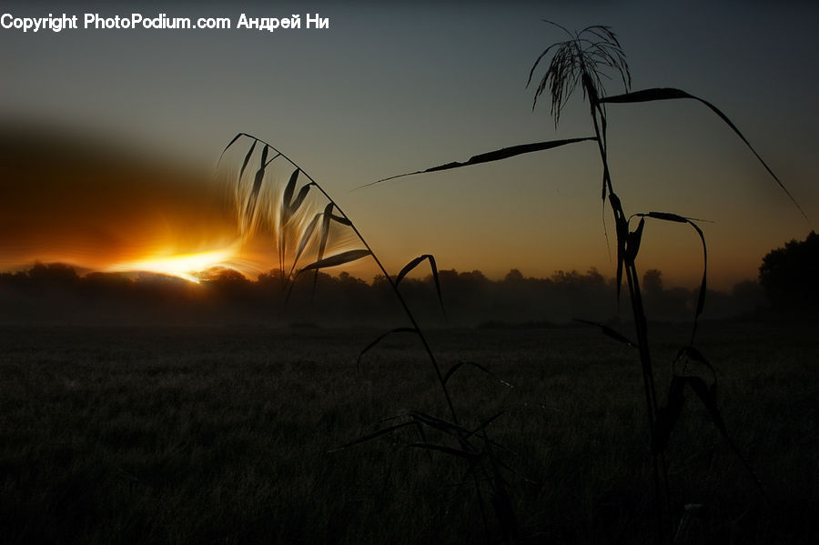 Grass, Plant, Reed, Field, Grassland, Land, Outdoors