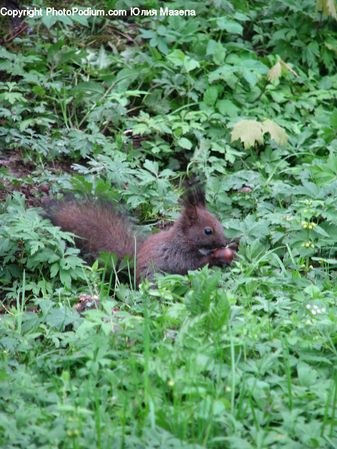 Animal, Bunny, Hare, Mammal, Rabbit, Rodent, Squirrel