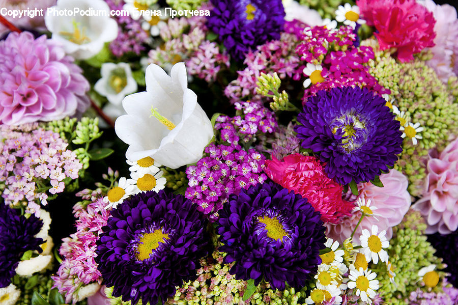 Blossom, Flora, Flower, Plant, Flower Arrangement, Flower Bouquet, Petal