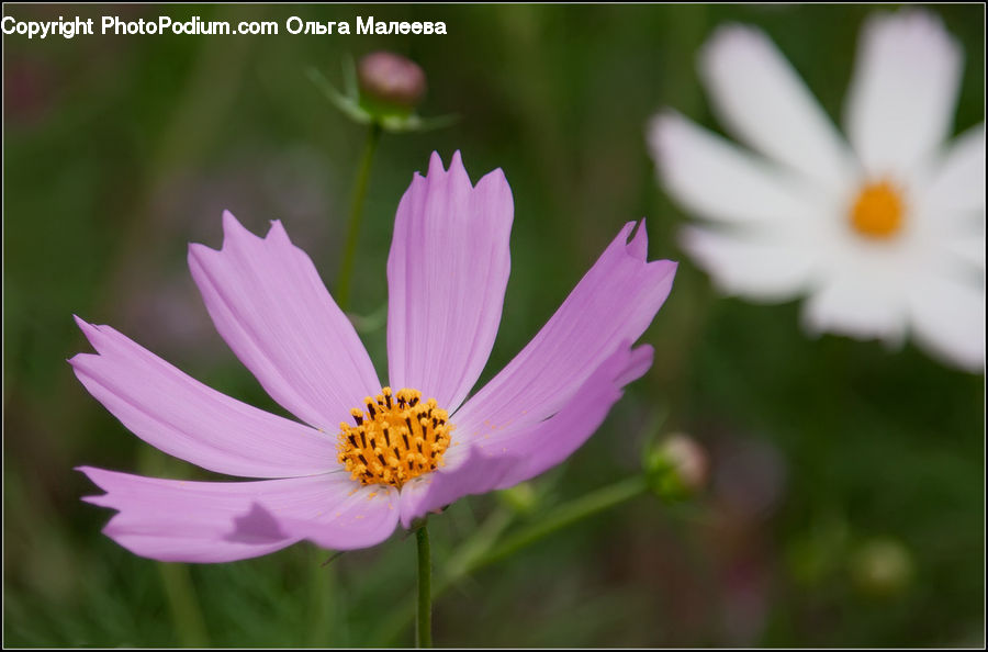 Cosmos, Daisies, Daisy, Flower, Plant