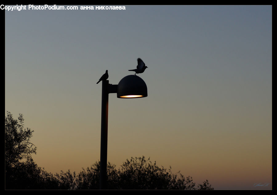 Silhouette, Bird, Blackbird, Crow, Magpie, Plant, Tree