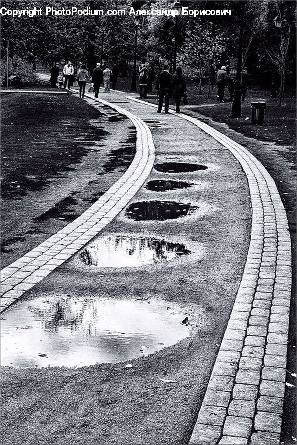 Road, Path, Trail, Park, Intersection, Plant, Tree