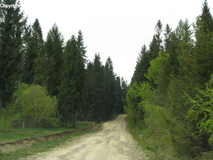 Conifer, Fir, Pine, Plant, Spruce, Tree, Dirt Road