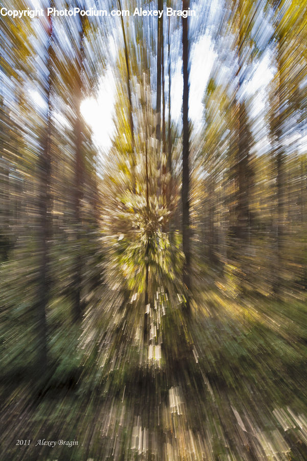 Field, Grass, Grassland, Plant, Forest, Vegetation, Flare