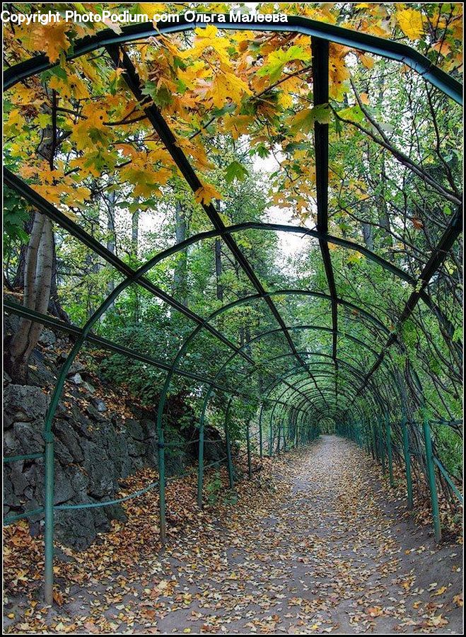 Path, Trail, Arbour, Plant, Tree, Forest, Vegetation