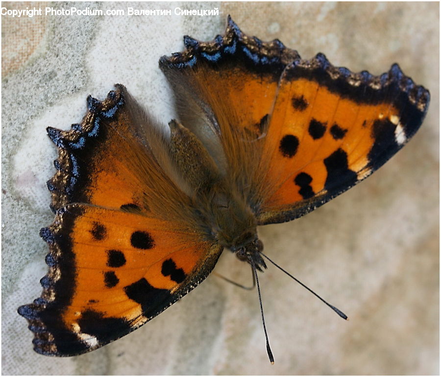 Butterfly, Insect, Invertebrate, Outdoors, Sand, Soil