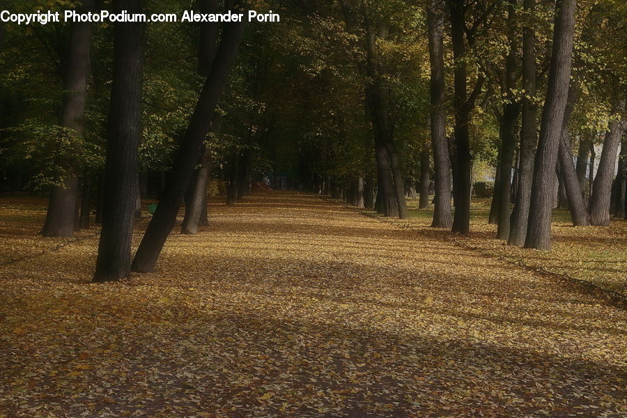 Dirt Road, Gravel, Road, Path, Walkway, Forest, Vegetation