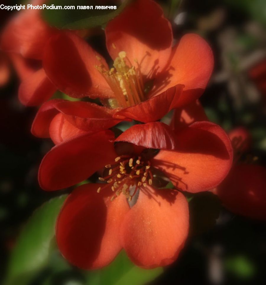 Blossom, Flora, Flower, Geranium, Plant, Pollen, Tulip