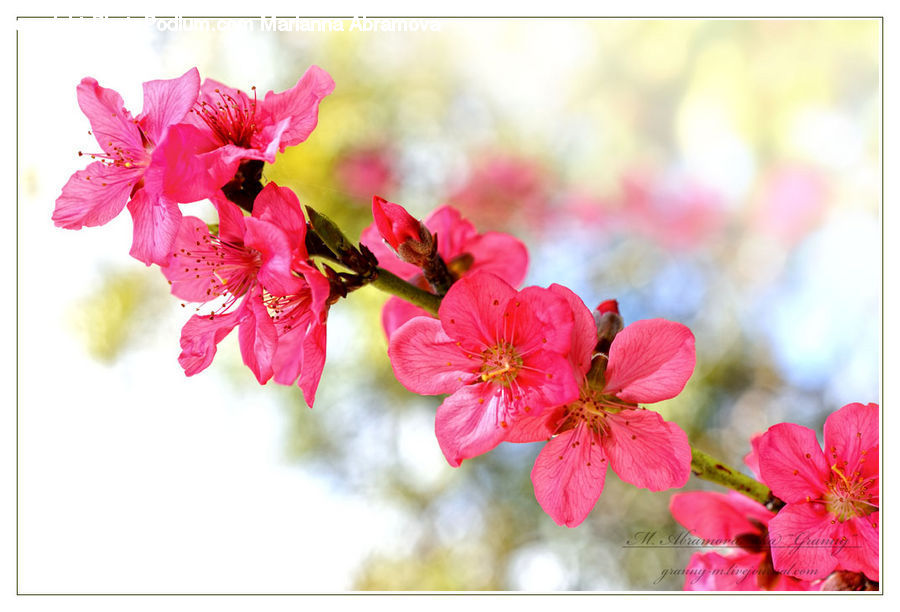 Blossom, Flora, Flower, Geranium, Plant, Cherry Blossom, Hibiscus