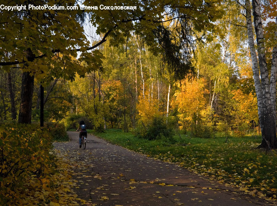 Dirt Road, Gravel, Road, Path, Walkway, Leisure Activities, Walking