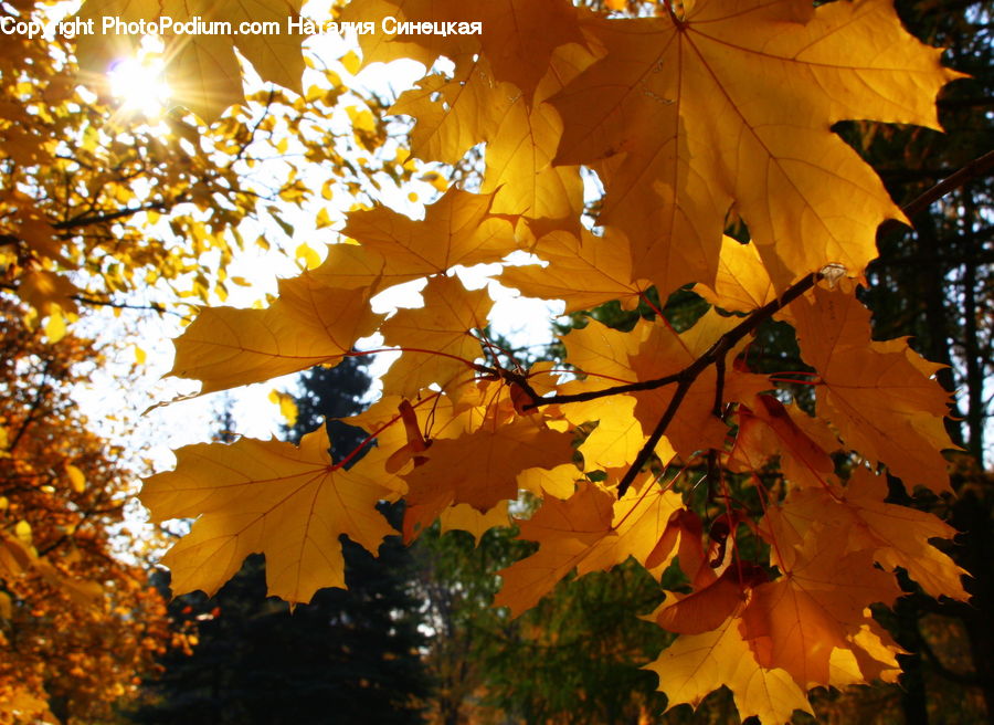 Maple, Tree, Wood, Ivy, Plant, Vine, Maple Leaf