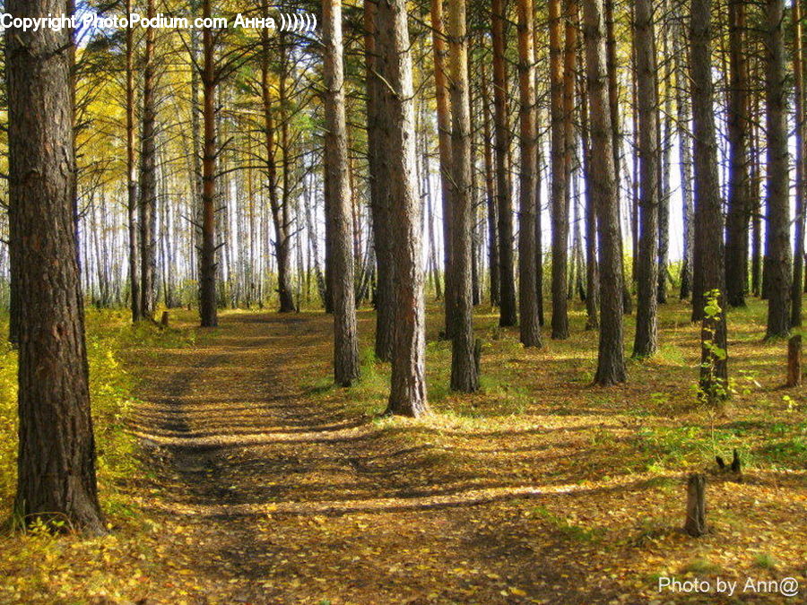 Forest, Vegetation, Grove, Land, Plant, Tree, Birch