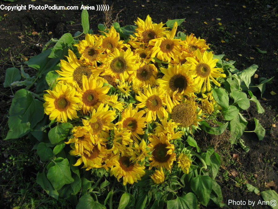 Blossom, Flora, Flower, Plant, Sunflower, Ivy, Vine
