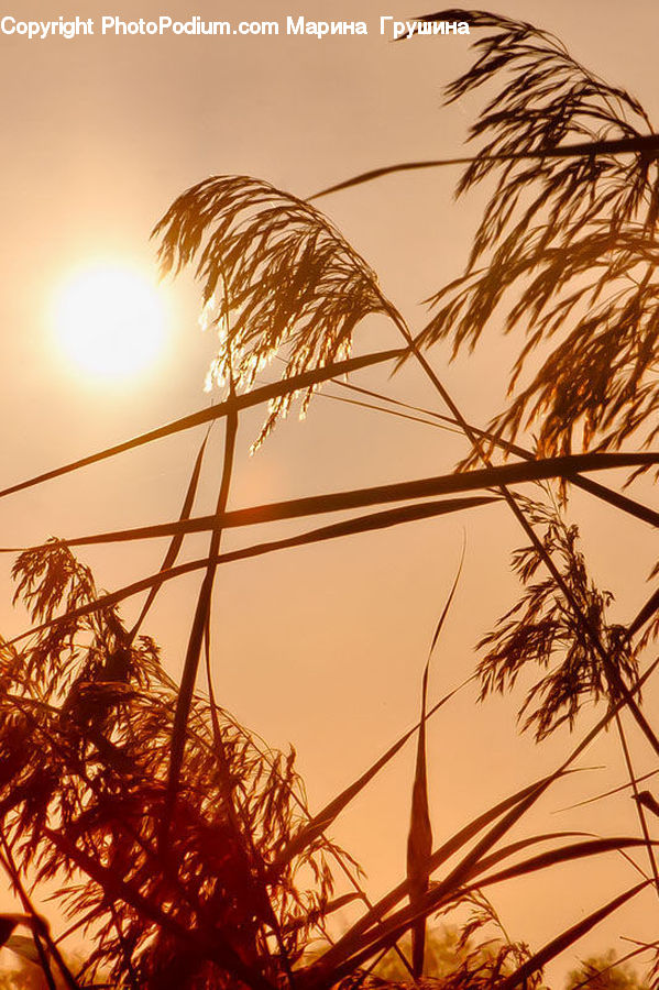 Grass, Plant, Reed, Potted Plant, Field, Grassland, Dusk