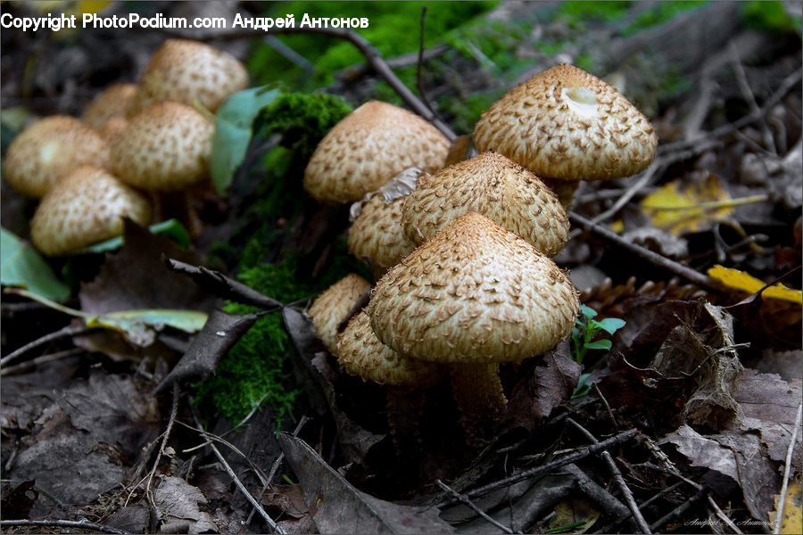 Agaric, Amanita, Fungus, Mushroom, Plant, Potted Plant