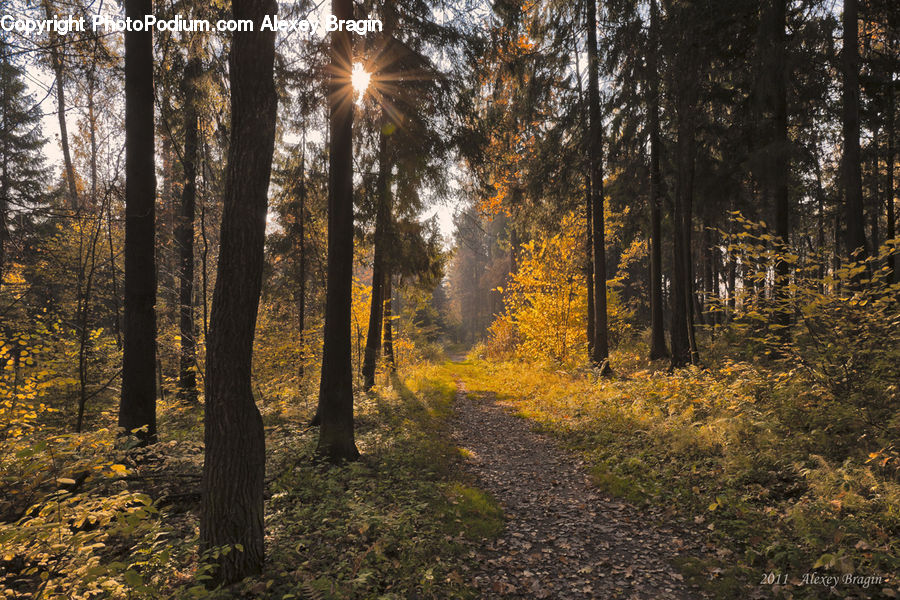 Forest, Vegetation, Grove, Land, Dirt Road, Gravel, Road