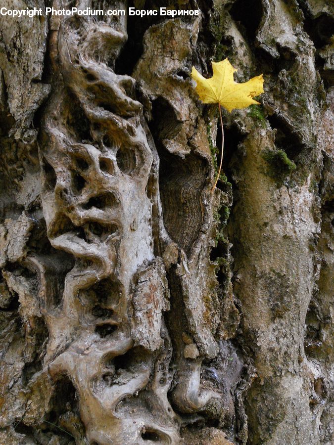 Agaric, Amanita, Fungus, Mushroom, Plant, Rock, Cliff