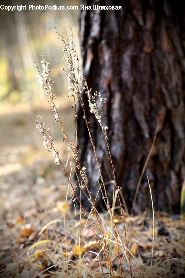 Field, Grass, Grassland, Plant, Frost, Ice, Outdoors