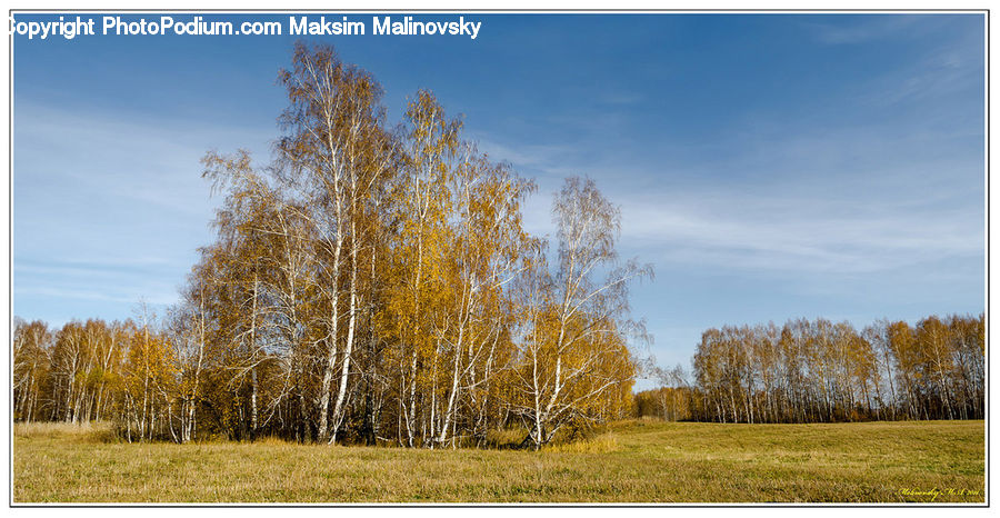 Birch, Tree, Wood, Field, Grass, Grassland, Plant