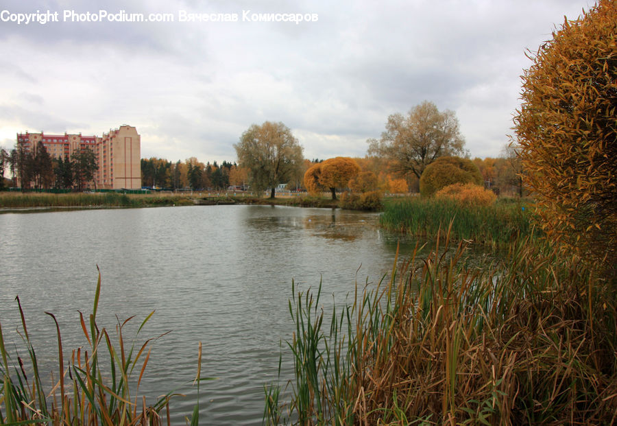 Grass, Plant, Reed, Land, Marsh, Outdoors, Swamp
