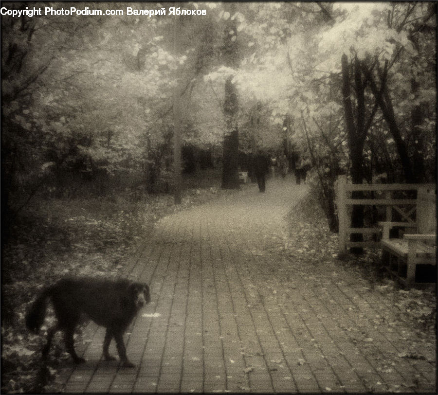 Asphalt, Tarmac, Brick, Fence, Wall, Angus, Animal